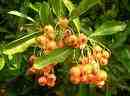 Pyromania Pyracantha Berry Jelly