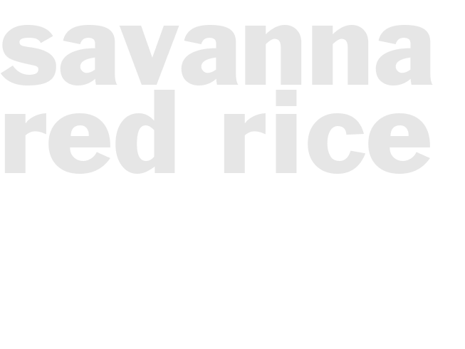 SAVANNA RED RICE