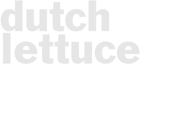 DUTCH LETTUCE